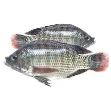 TALAPIA