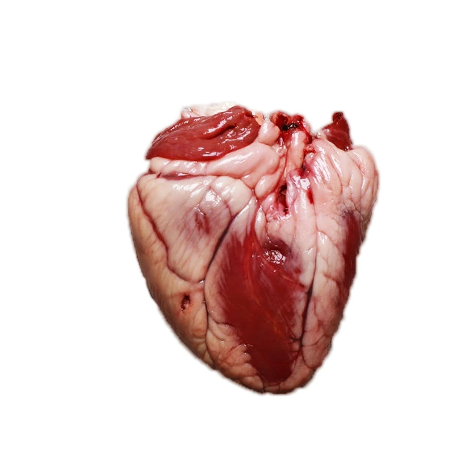 LAMB HEARTS